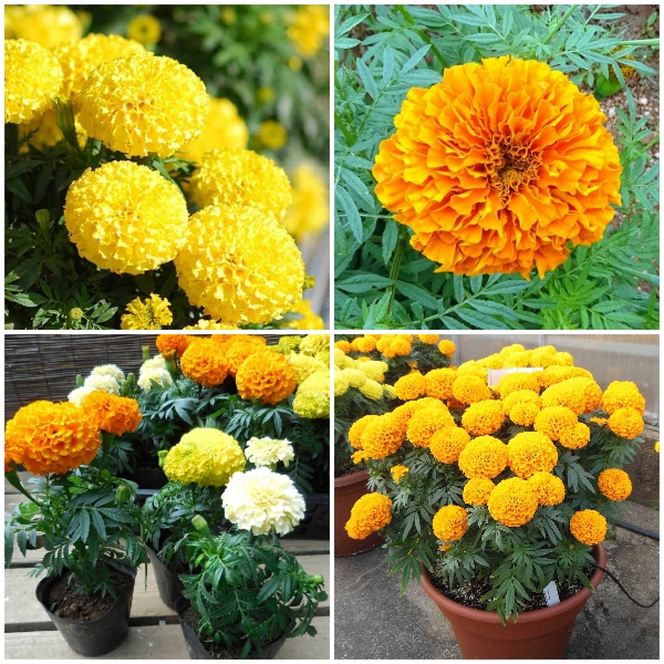 Cúc vạn thọ - chậu đang nụ và hoa siêu đẹp