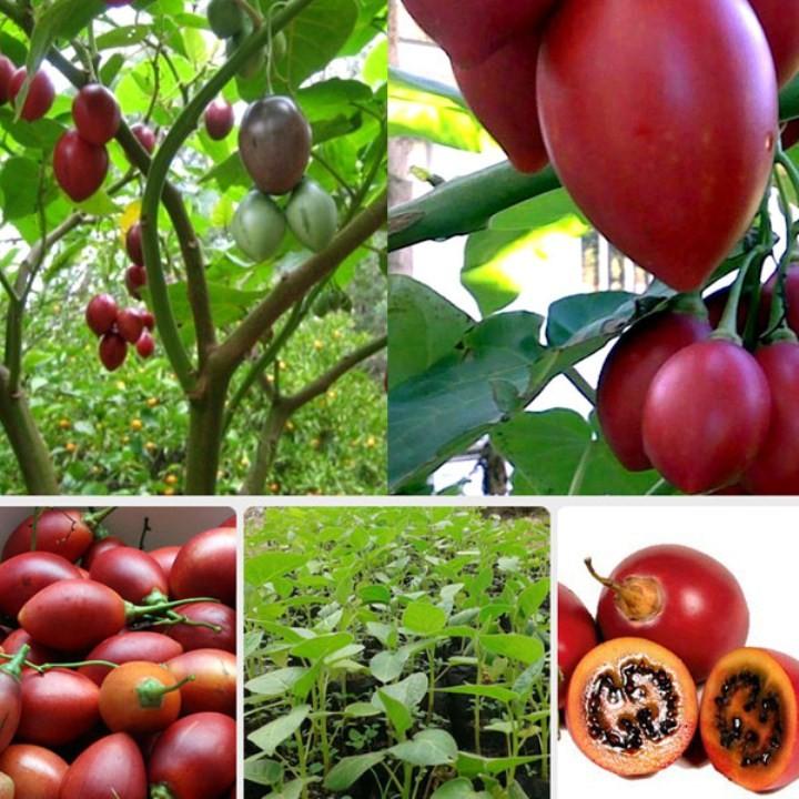 Sale Hạt giống cà chua thân gỗ  giá rẻ