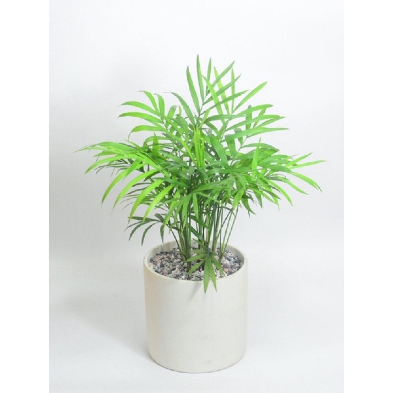 Cây cau tiểu trâm 1 thân