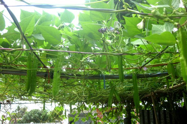 Hạt giống Đậu Khế (Đậu Rồng) Giá Trị Dinh Dưỡng Khá Cao, Chế Biến Thành Nhiều Món Ăn Ngon Bổ Dưỡng (Gói 10 Gram) - Nông Sản Vàng