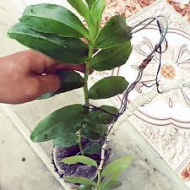 Hoa lan phi điệp mắt đỏ hoà bình