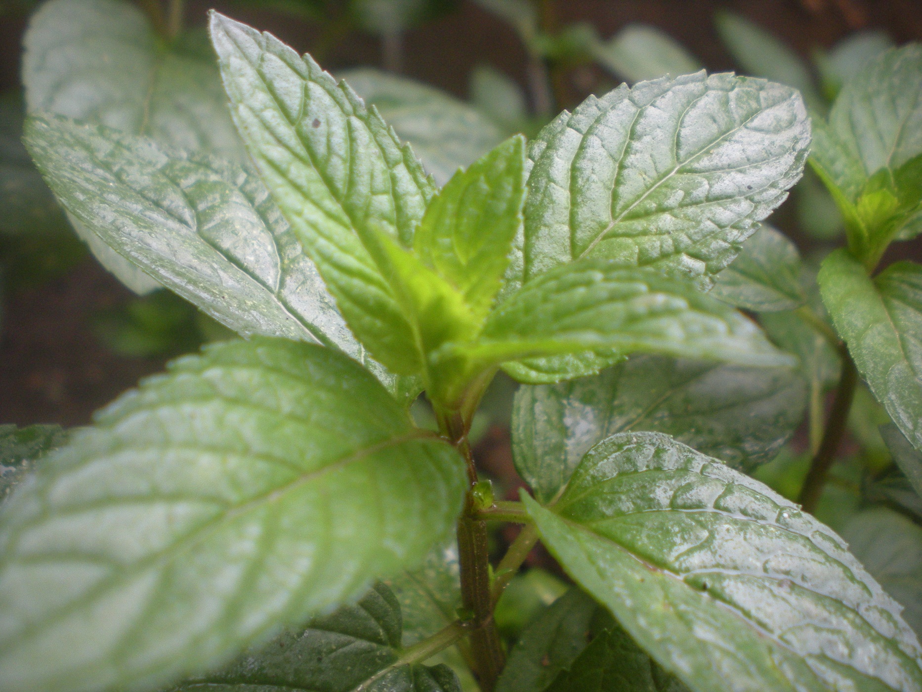 Peppermint Seeds - Peppermint Vtp102 |   Van Tin Store