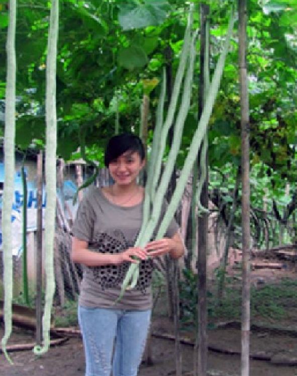 Hạt giống mướp rắn Nhật - gói 5 hạt