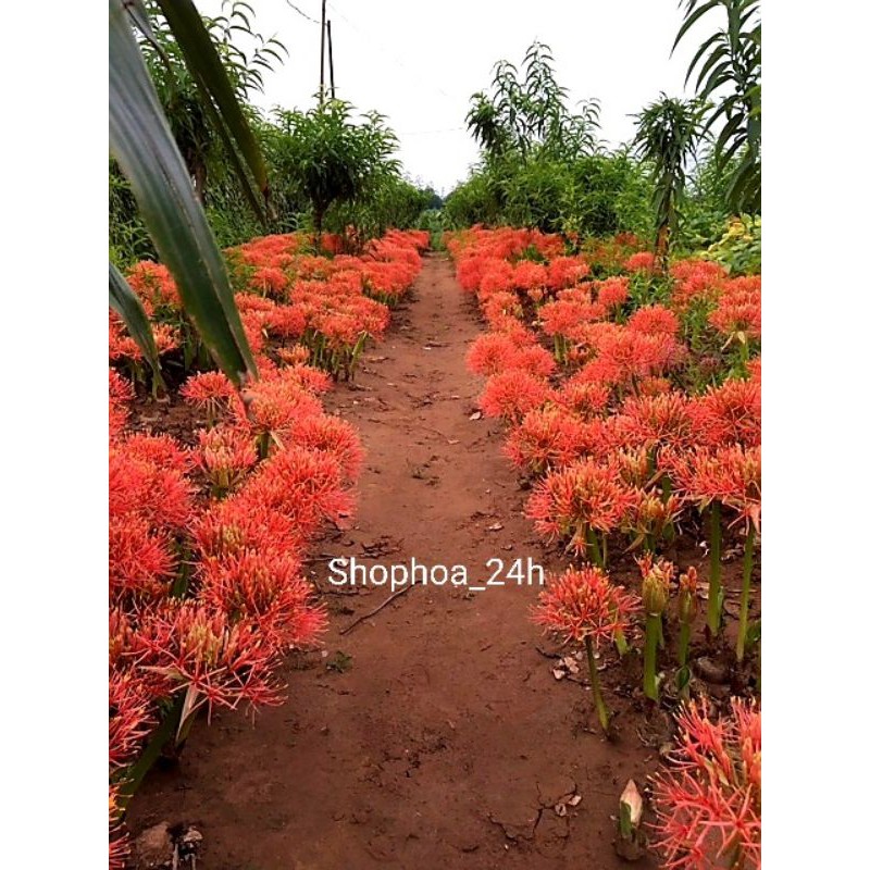 hoa hồng tú cầu củ giống