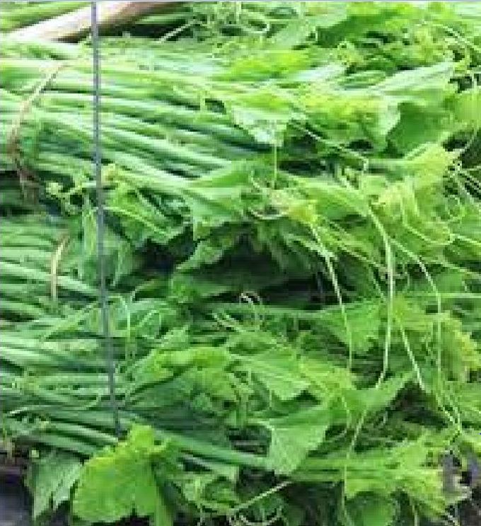 Hạt giống bi ngọn ( bí siêu đọt ) CT06- Gói 5gram