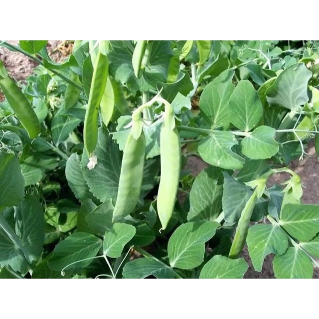 Hạt Giống Đậu Hà Lan Dẹp Thái Lan