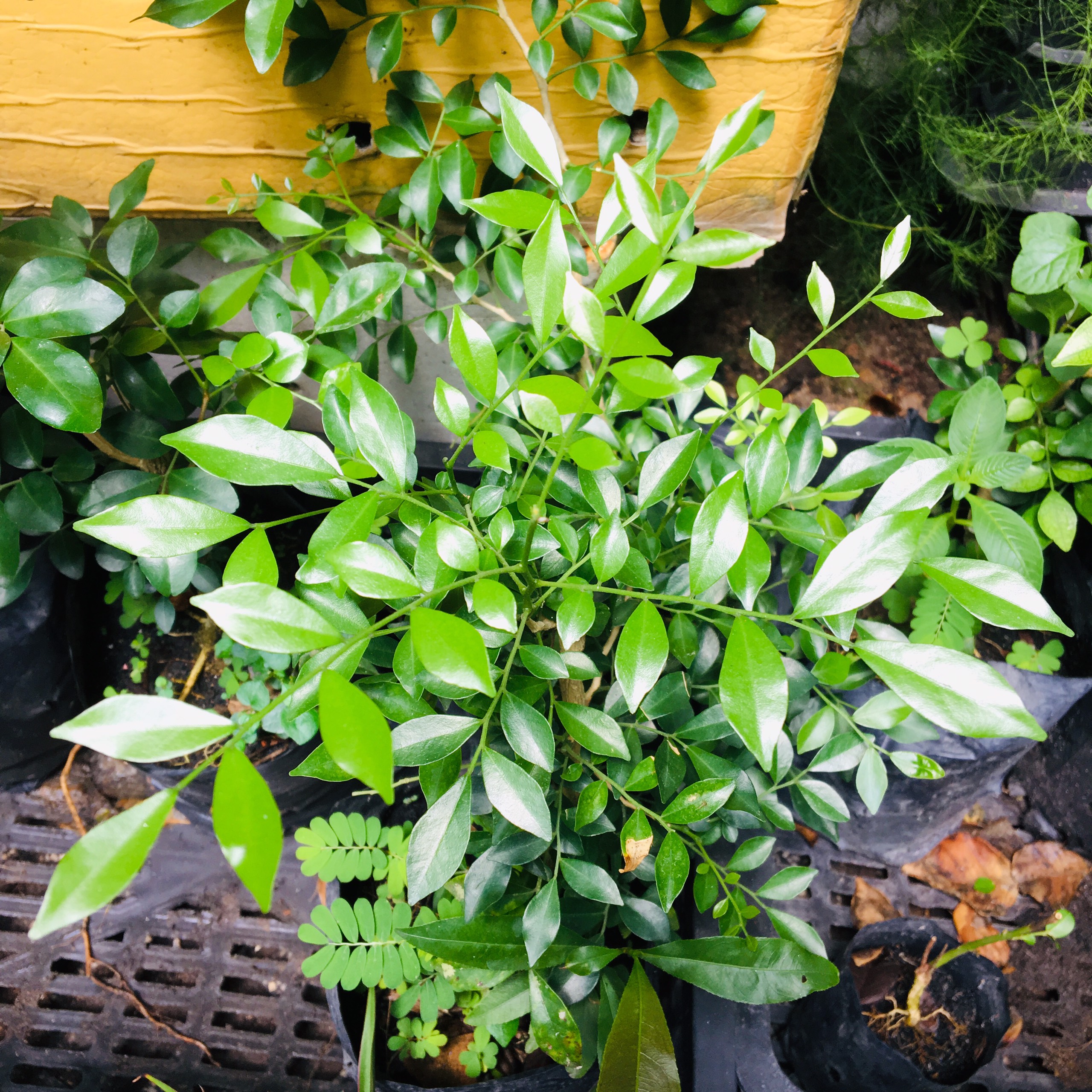 CÂY NGUYỆT QUẾ CAO KHOẢNG 70-80CM