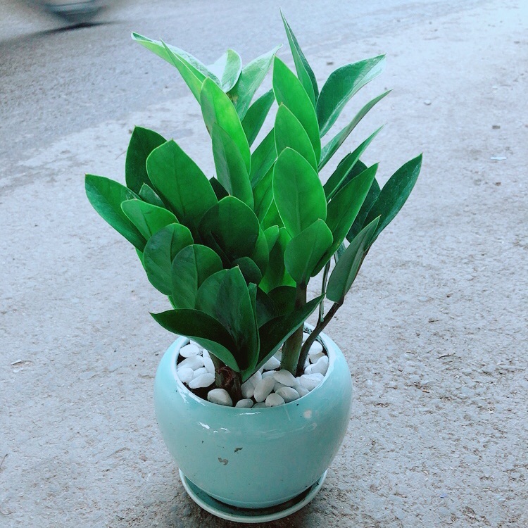 Chậu Kim Tiền Thái