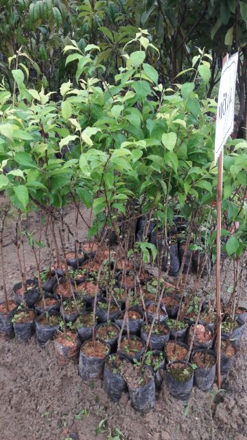 Cây giống quả Mơ Xanh ( cây mơ chua)