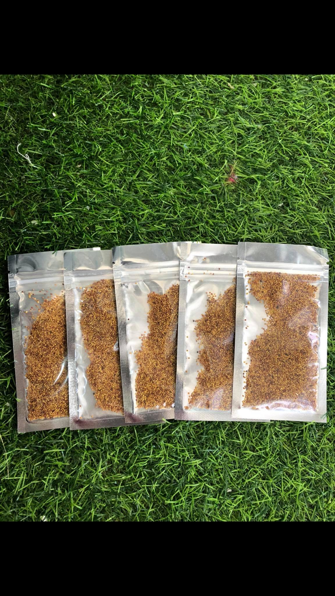 Hạt giống thủy sinh Cỏ tình yêu (Hàng Công Ty)