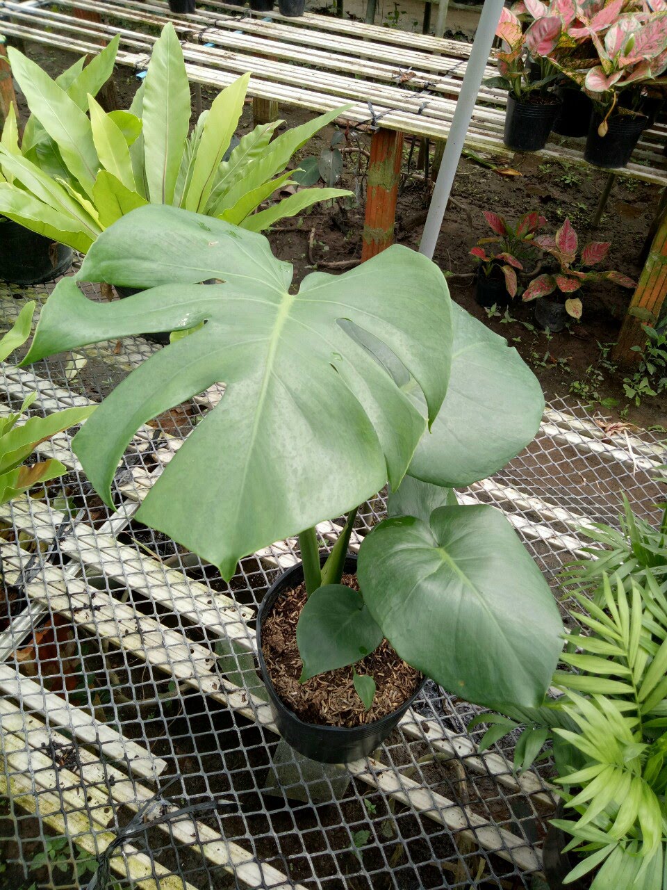 Trầu bà lá xẻ Monstera Deliciosa