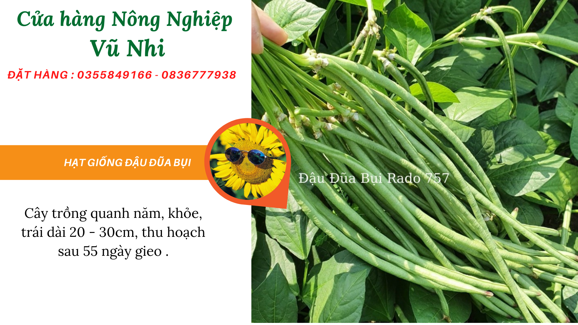 Hạt giống đậu đũa xanh hạt đen 10gr