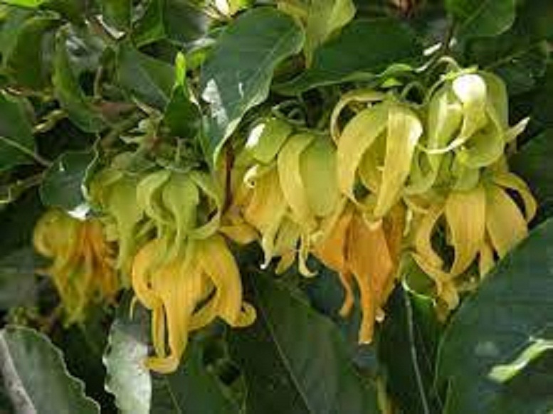 Bầu cây giống hoa dẻ thơm nhanh hoa chuẩn giống