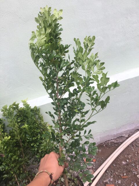 Cây ngâu giống rất đẹp