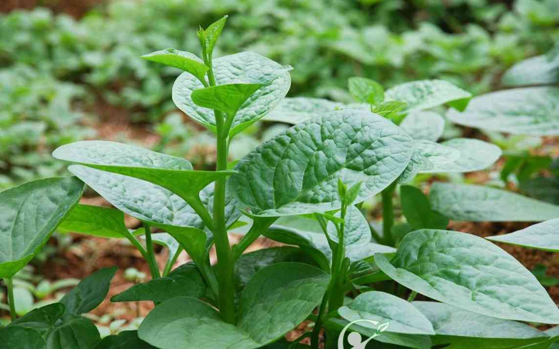 HẠT GIỐNG RAU MỒNG TƠI PN GÓI 20 GRAM