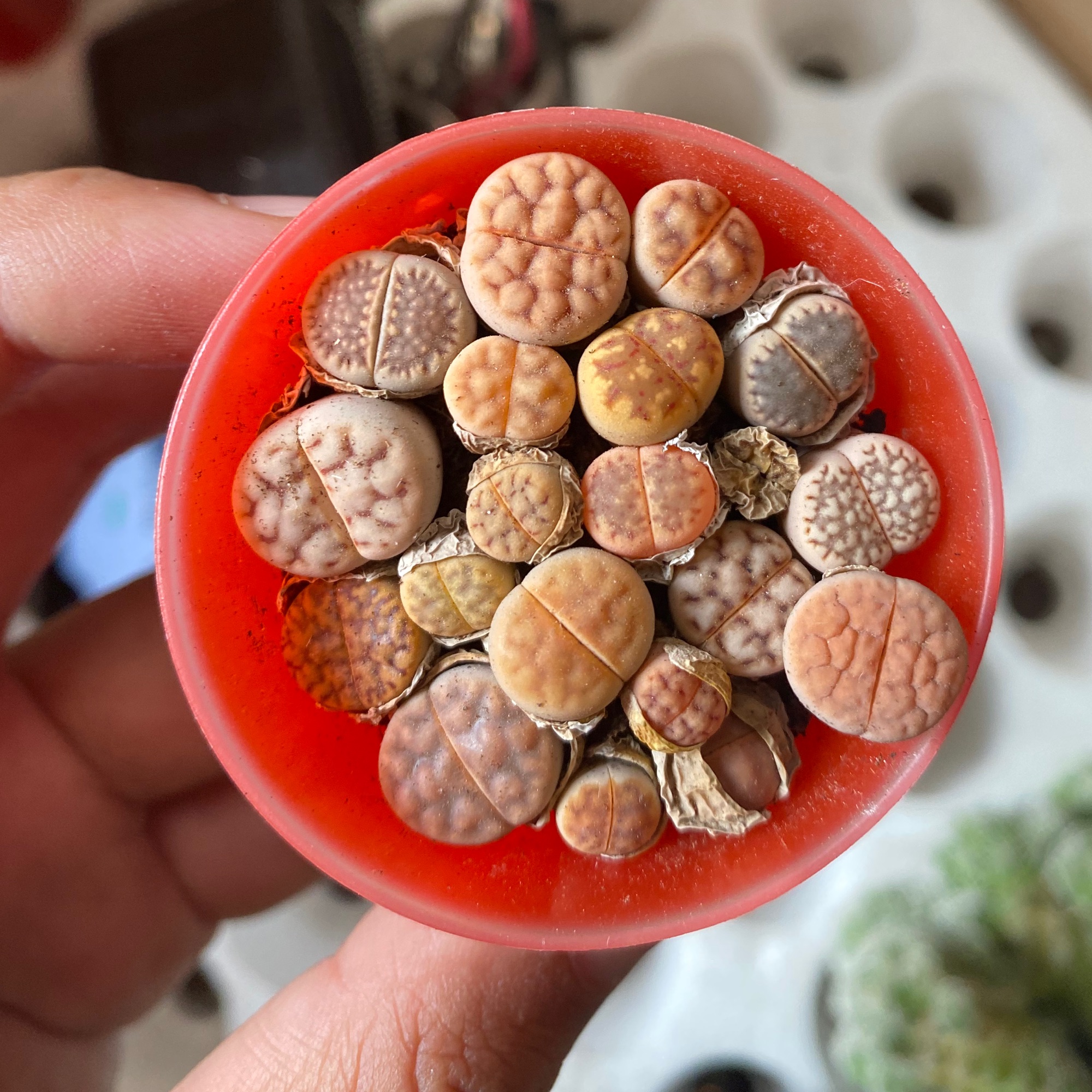 LITHOPS THẠCH LAN -  SEN ĐÁ MÔNG ĐÁNG YÊU