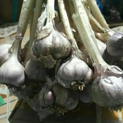 1kg tỏi ta tía thơm