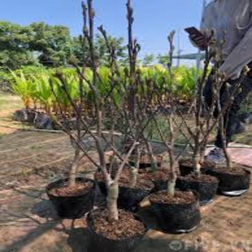 Com bo 5 gói hạt giống hoa mộc lan đủ màu