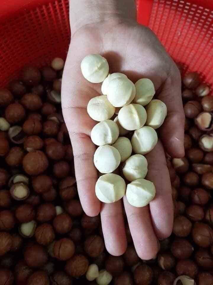 Hạt Macca Ông Ba Classic có vỏ - 500gr