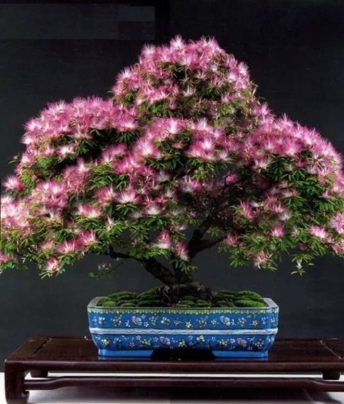 Hạt giống hoa Hợp hoan