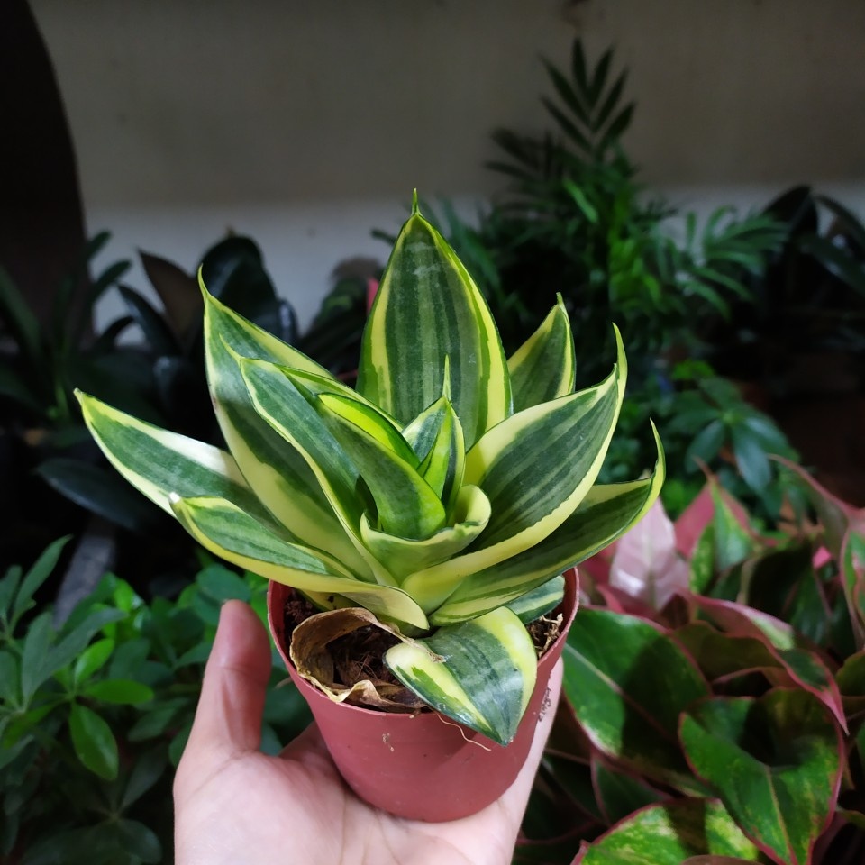 Cây Lưỡi Hổ Thái Vàng (Chậu Nhựa)
