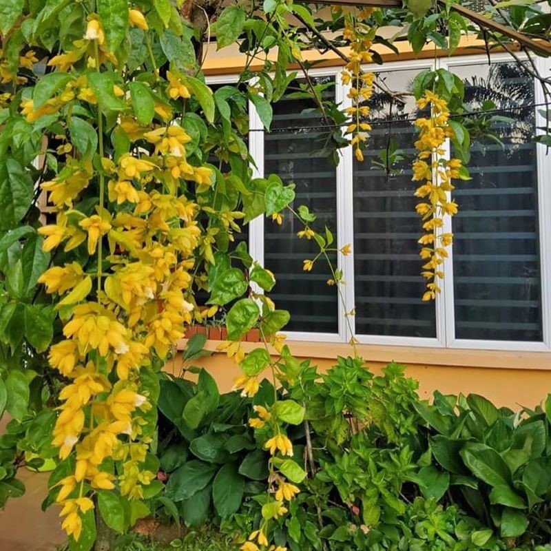 Cây lan hoàng dương giống thái , cây đẹp giá rẻ