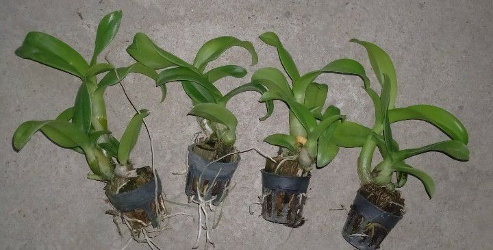 hoa lan đenro lai cat cây giống