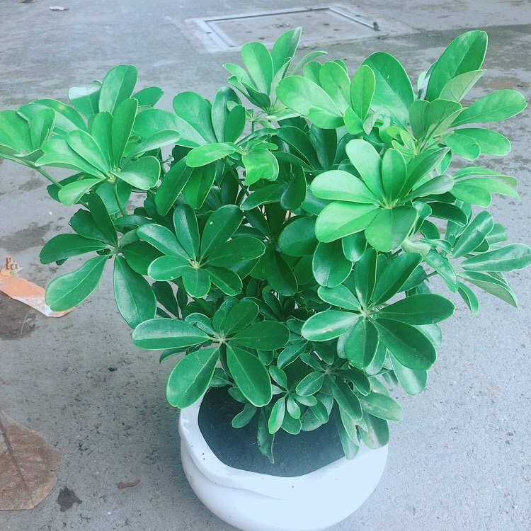 Ngũ gia bì size đại kèm chậu sứ