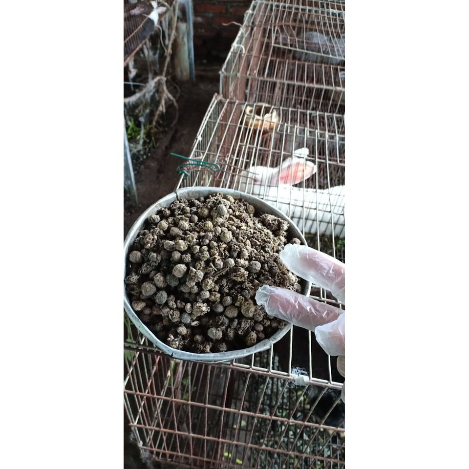 [FREESHIP - Xả Khô Máu] Hoa lan trầm thanh củi ( cây to khỏe,bộ rễ đẹp)+ 700g phân thỏ hữu cơ