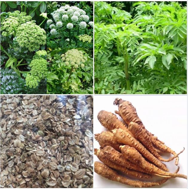 "Gói 50 Hạt " Hạt giống Bạch chỉ - cây dược liệu