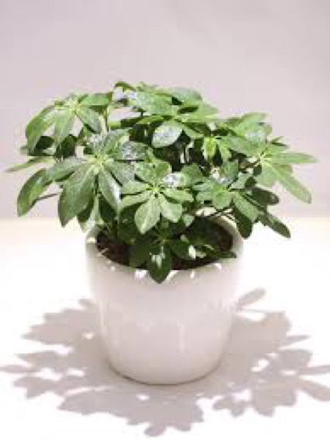 Cây Ngũ Gia Bì Để Bàn Cả Chậu Sứ