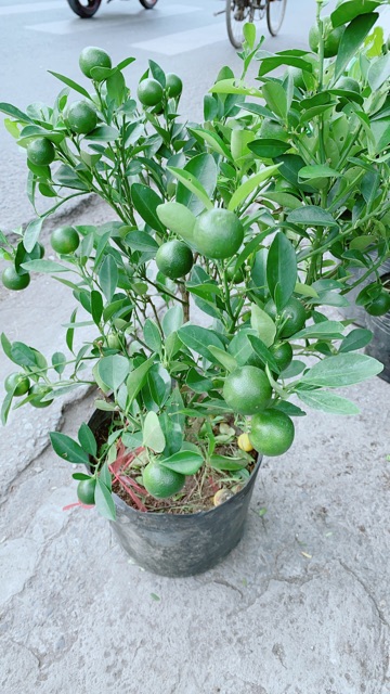 Cây Tắc Kiểng (Quất Kiểng)
