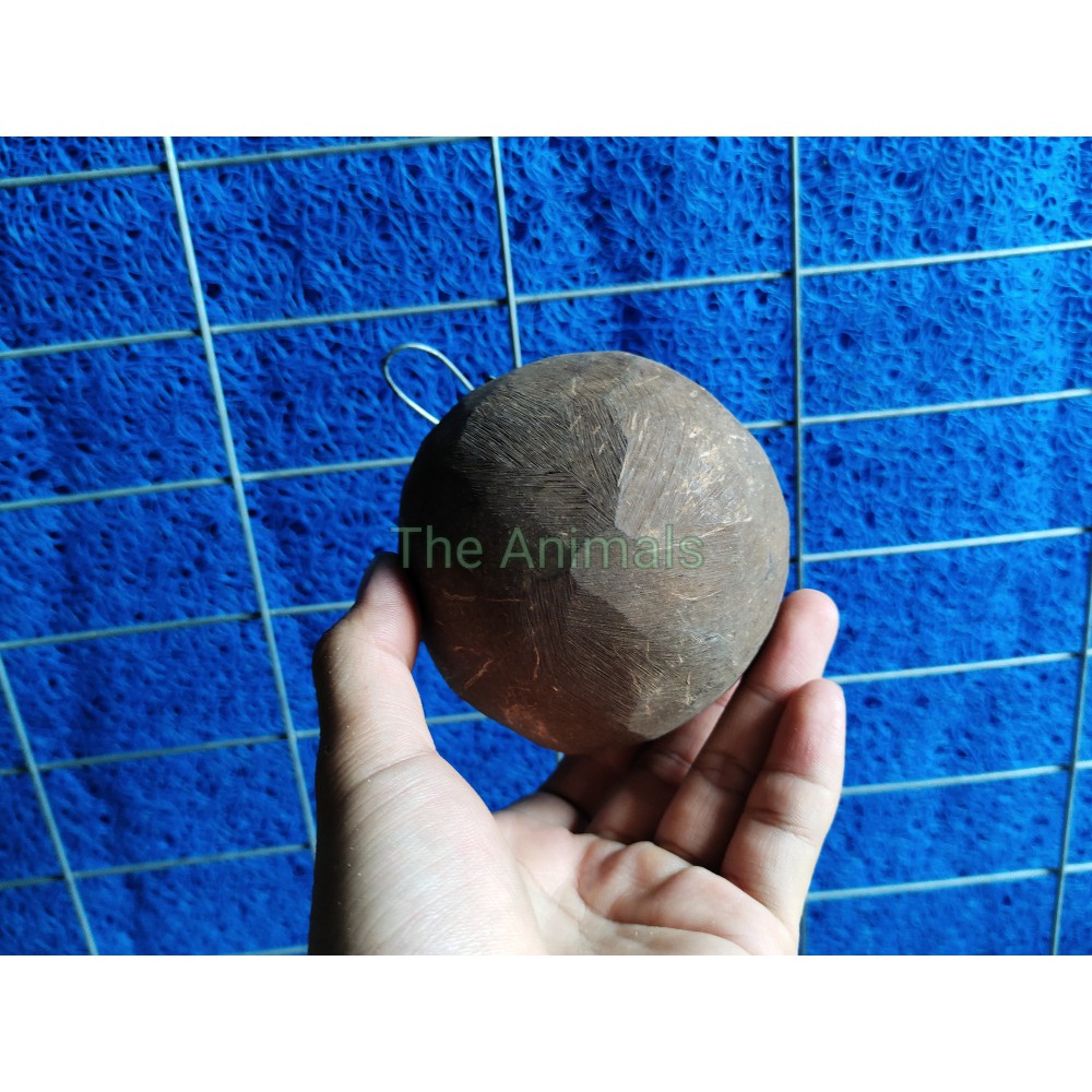 [HCM][Combo 3 cái] cóng đựng thức ăn nước uống cho chim vẹt