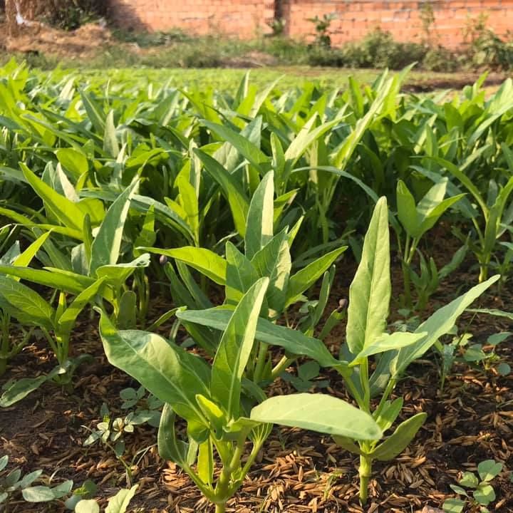 50g Hạt giống rau muống lá lớn