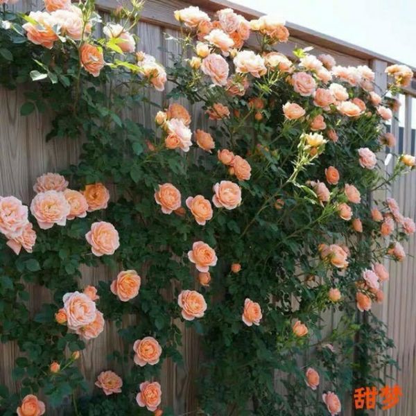 Gốc hoa hồng leo nhập ngoại