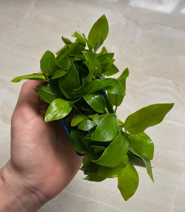 [Hoàn Tiền 10%] Ráy Lá Vàng
