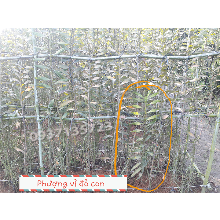 [HCM]COMBO 5 CÂY LAN PHƯỢNG VĨ ĐỎ - CÂY CON