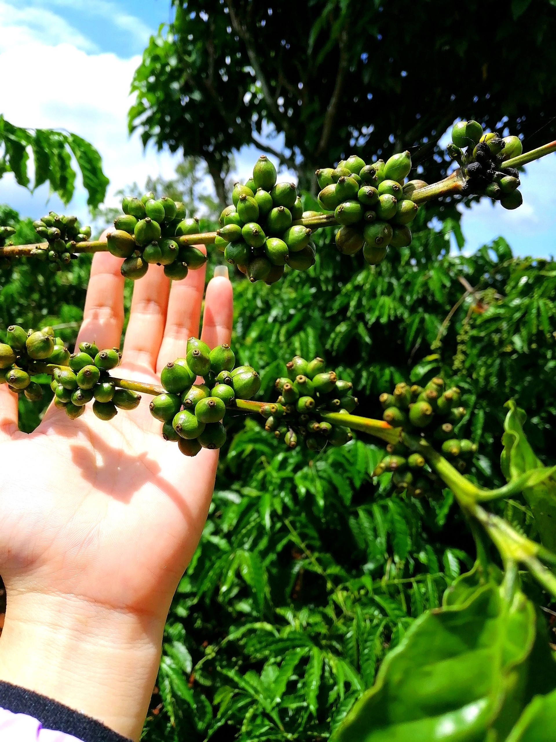 Mật ong hoa cà phê 1lit nguyên chất 100%