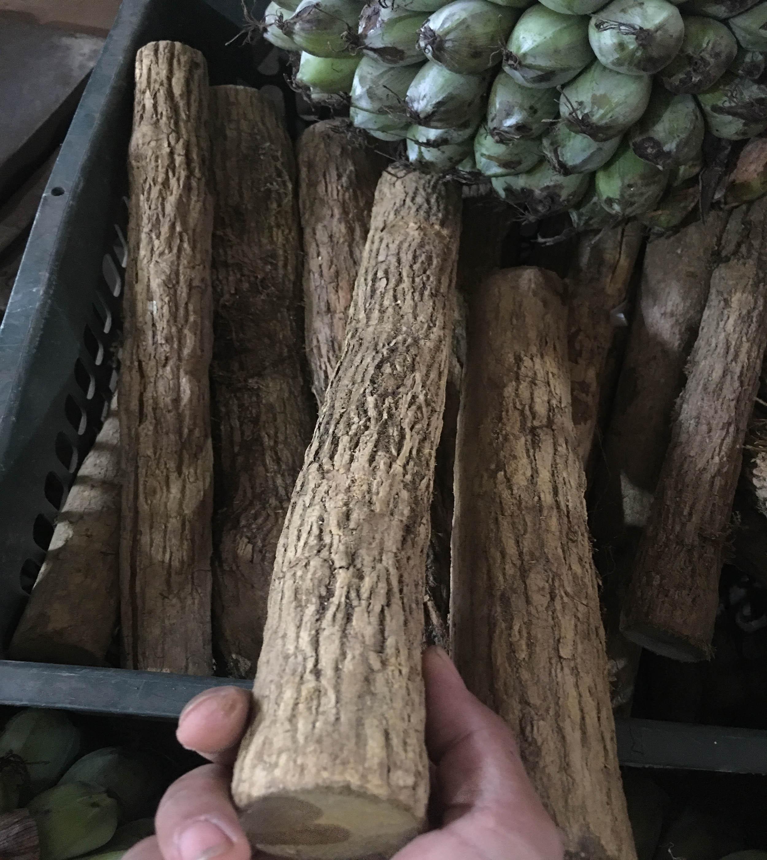 Cây Mật Gấu Tây Bắc 2Kg