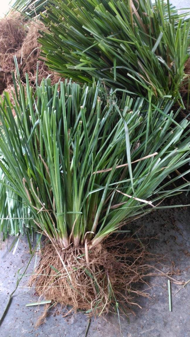 Cỏ giống Vetiver lá mềm combo 500 tép