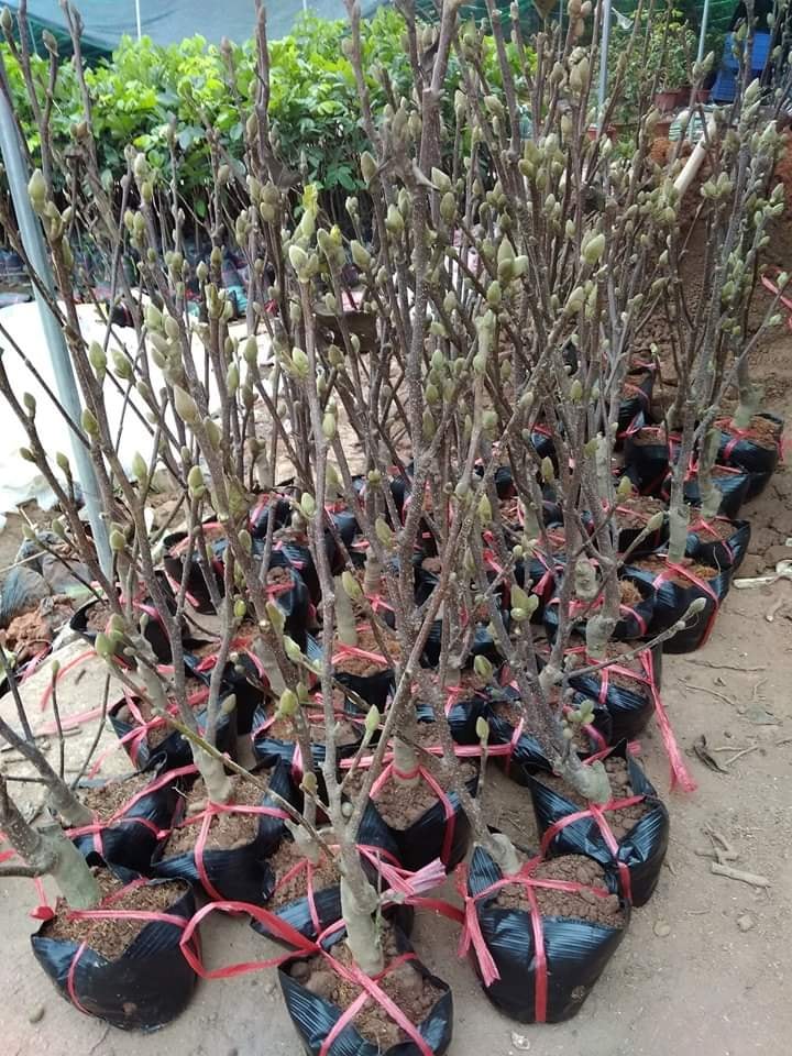 Com bo 5 gói hạt giống hoa mộc lan đủ màu