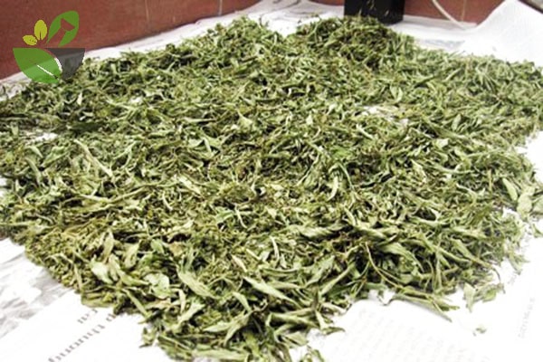 Lá đinh lăng khô 1kg
