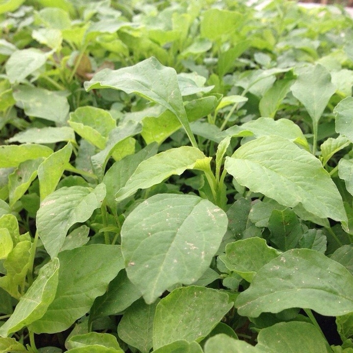 Rau dền xanh lá nhọn Rd 14 (20g)