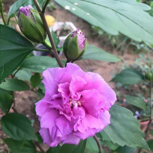 Cây giống Hoa Dâm Bụt hoa màu tím cực đẹp