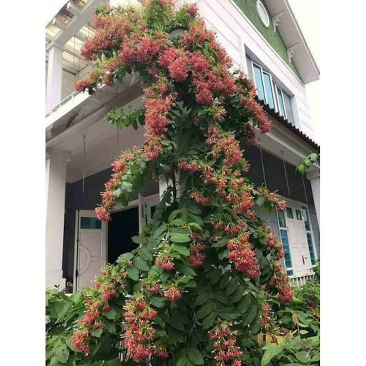 hoa leo sử quân tử