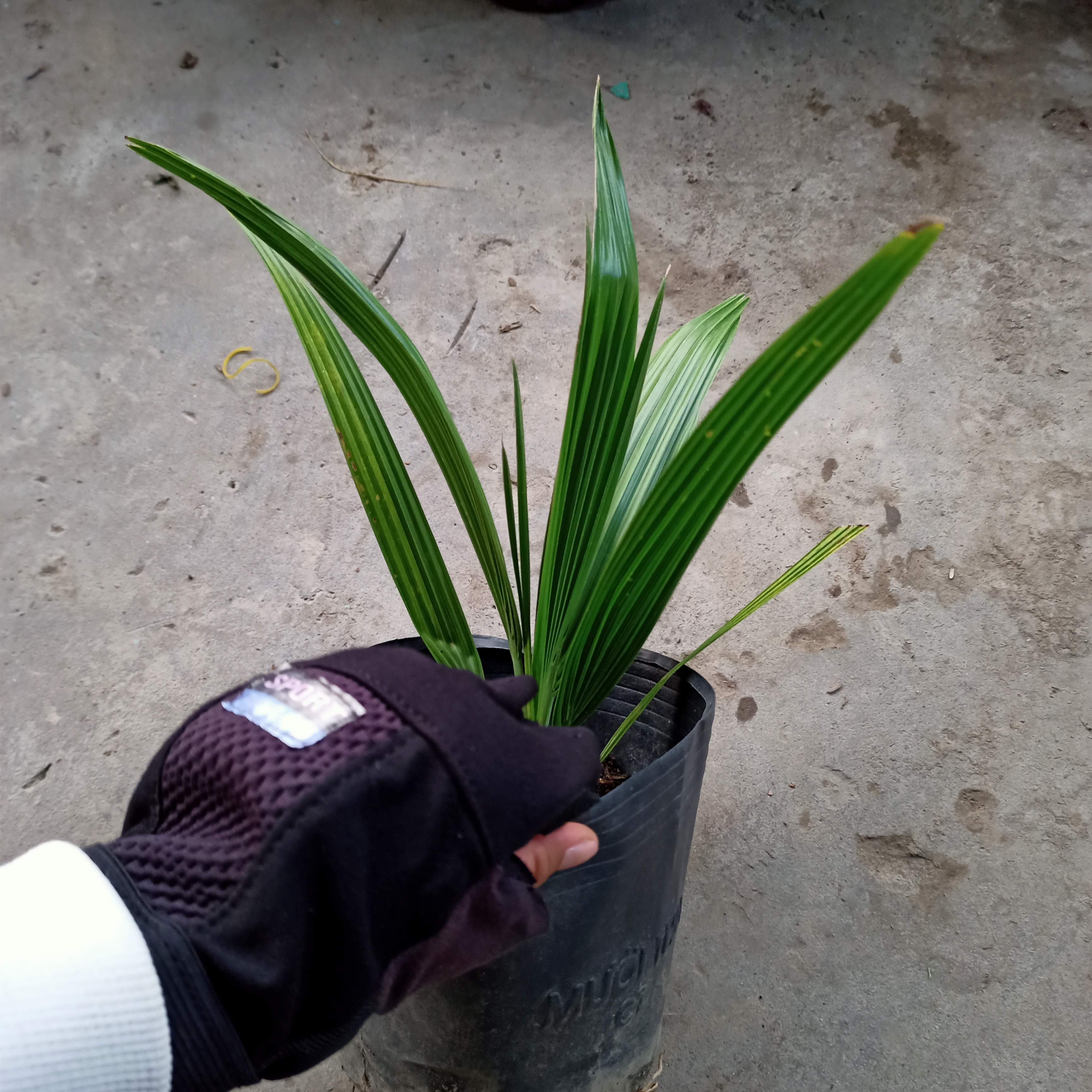 Cây giống chà là - Summer Garden