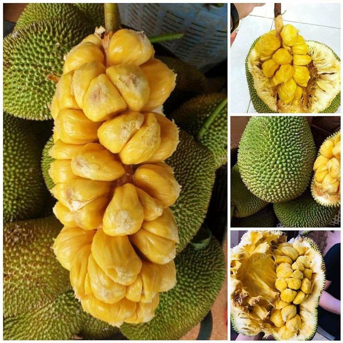 Giống mít tố nữ