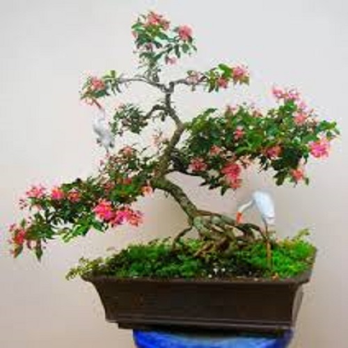 Cây hồng ngọc mai cây lớn