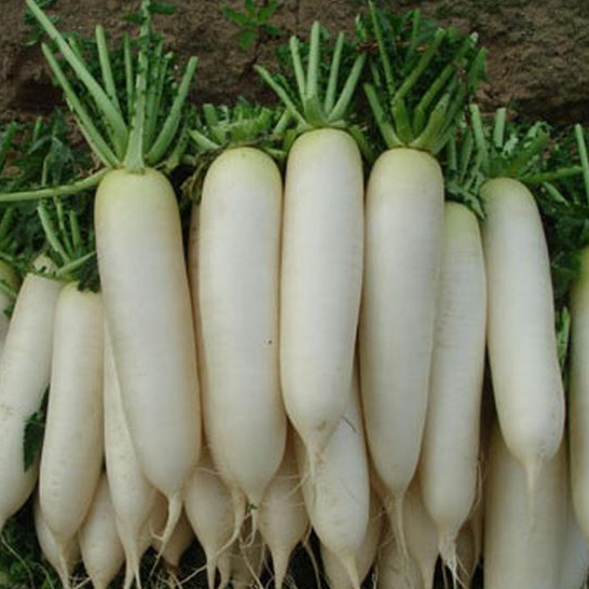 20g Hạt giống Củ cải trắng