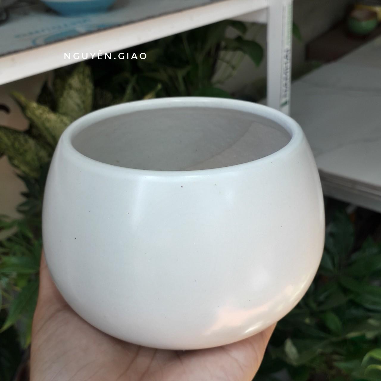 Chậu Trồng Cây Hạt Dẻ 8 x 9,5cm